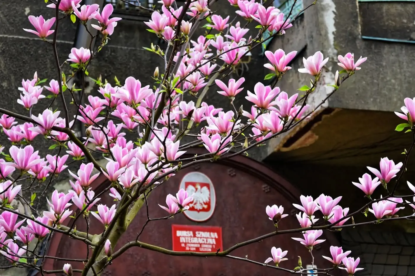 Magnolie przed budynkiem bursy